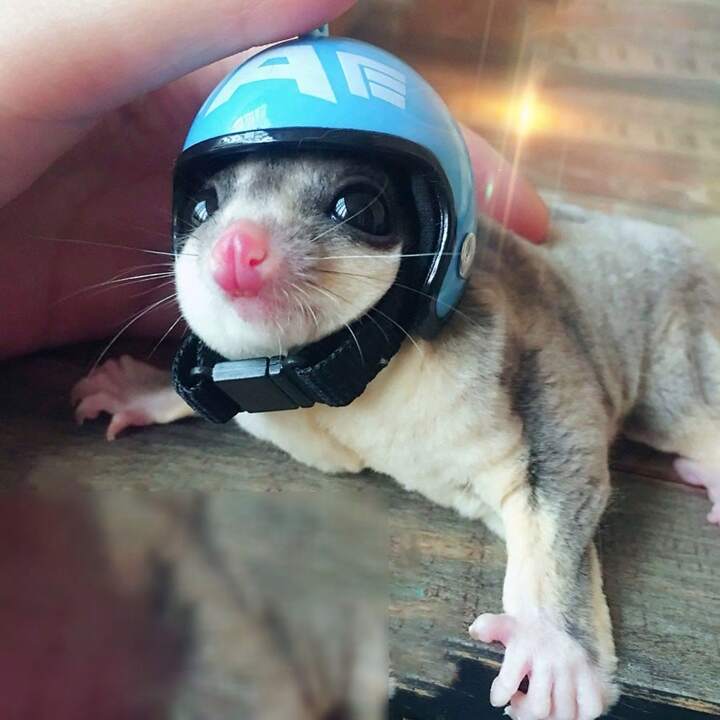 découvrez notre sélection de furets pour moto, des outils essentiels pour entretenir et réparer votre deux-roues avec précision. améliorez vos compétences mécaniques et assurez un fonctionnement optimal de votre moto grâce à nos furets de qualité.