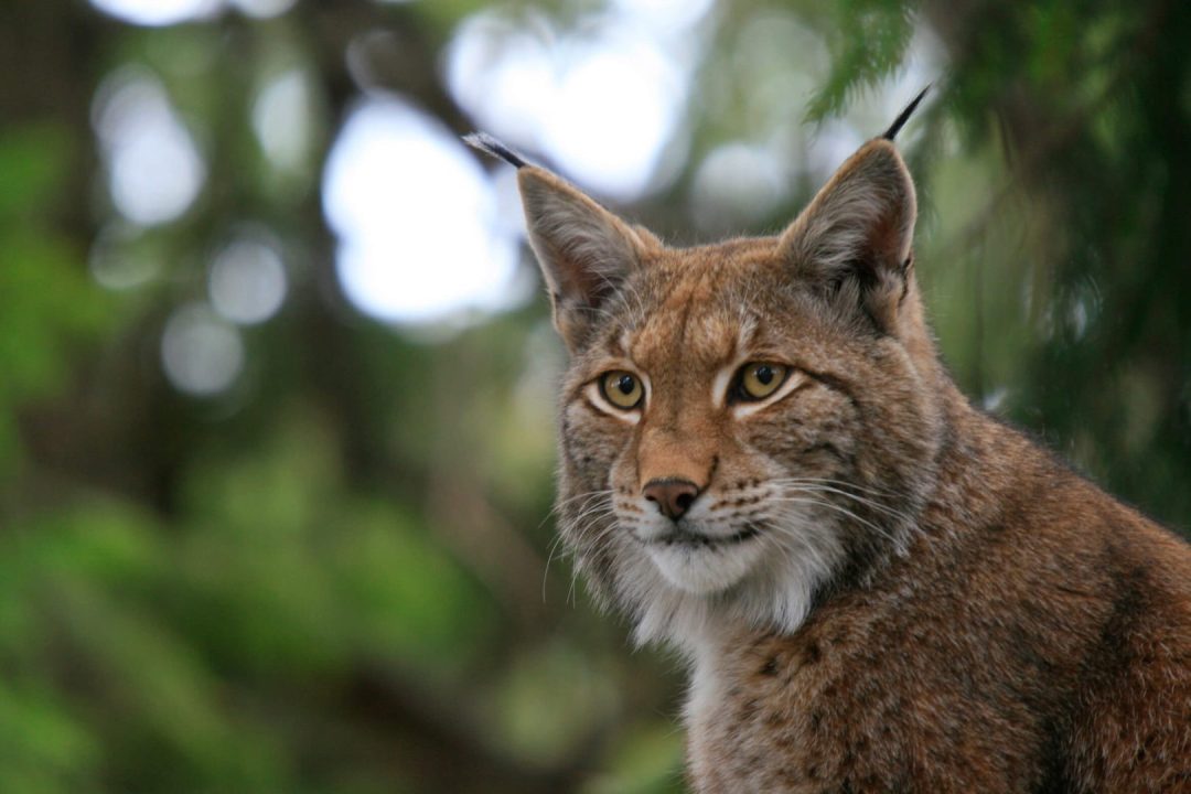 découvrez tout ce qu'il faut savoir sur le lynx : habitat, alimentation, comportement et protection. informez-vous sur cette espèce fascinante et son rôle dans l'écosystème.