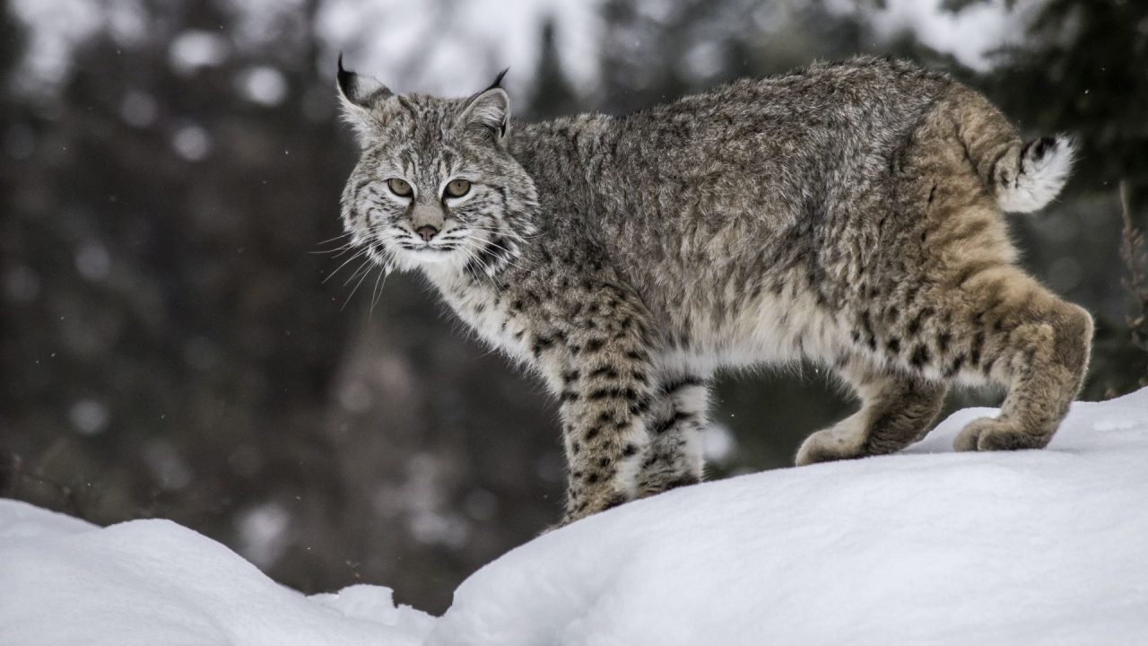 découvrez les caractéristiques du lynx junior, un félin fascinant, ainsi que son habitat naturel. apprenez-en plus sur ses comportements, son alimentation et les environnements qu'il privilégie pour vivre et chasser.