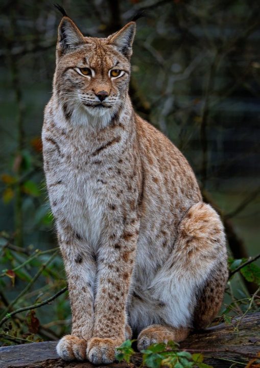 découvrez le lynx européen, un marsupial majestueux et discret, emblématique des forêts d'europe. apprenez-en plus sur son habitat, son comportement et les efforts de conservation pour protéger cette espèce fascinante.