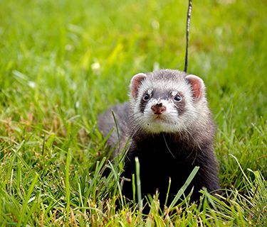 découvrez tout ce qu'il faut savoir sur l'adoption de furets, les différentes races, leurs besoins spécifiques et les démarches à suivre pour offrir un foyer aimant à ces adorables compagnons. informez-vous sur la vie avec un furet et comment assurer son bien-être.