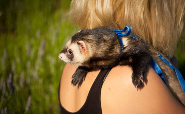 découvrez l'univers fascinant des furets du nord : leur habitat naturel, leurs comportements sociaux et leurs stratégies de survie. plongez dans l'écologie de cette espèce et comprenez comment elle s'adapte à son environnement.