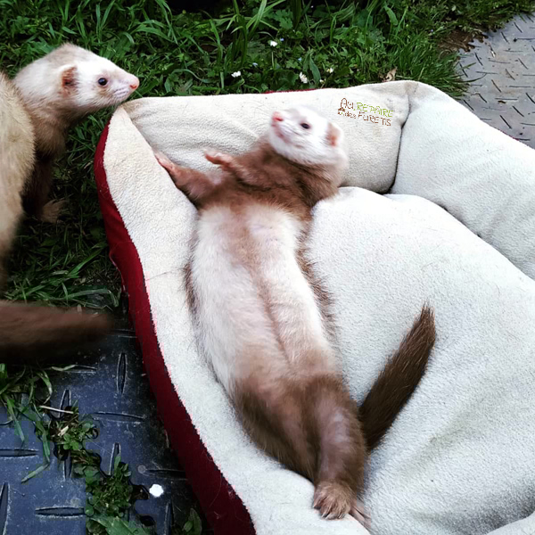 découvrez tout ce qu'il faut savoir sur l'âge des furets et les soins nécessaires pour assurer leur bien-être et leur santé. apprenez à prendre soin de ces animaux de compagnie délicats et à leur offrir une vie heureuse.