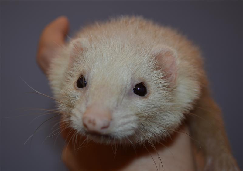 découvrez tout ce qu'il faut savoir sur l'âge des furets et les soins nécessaires pour assurer leur bien-être. apprenez comment prendre soin de votre compagnon à quatre pattes, de la nutrition à la santé, et offrez-lui une vie longue et épanouie.