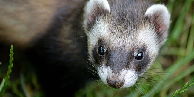 découvrez les solutions d'assurances furet, adaptées à vos besoins et à votre budget. profitez d'une couverture personnalisée, d'un service client réactif et de garanties complètes pour protéger ce qui compte le plus pour vous.