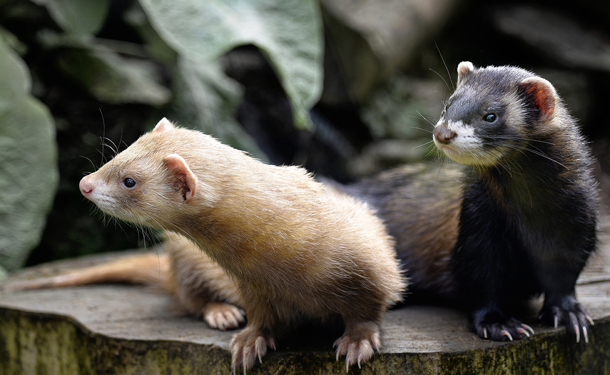 découvrez les offres d'assurances furet, une solution adaptée à vos besoins. profitez de tarifs compétitifs et d'une protection complète pour votre véhicule, votre habitation et bien plus encore. obtenez un devis rapide et personnalisé dès aujourd'hui !